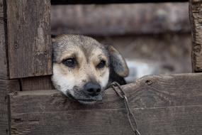 Dog Booth Chain