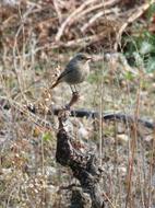 Bird Black Redstart Smoked Cotxa