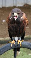 Harris Hawk Raptor Eagle