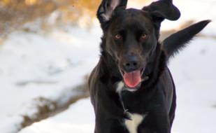 dog snow winter
