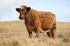 Cow Cattle Mammal