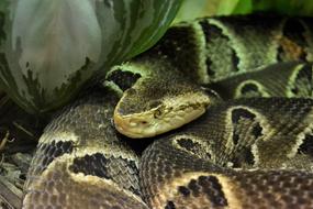 Reptile Snake Boa