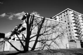 Shadow Building Tree