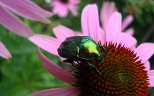 Flora Fauna Flowers
