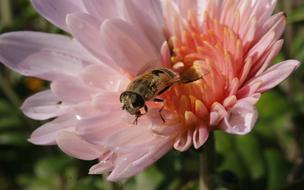 Flora Fauna Flowers