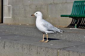 Seagull Pigeon Bird