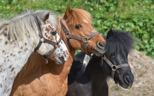 Pony Three Head