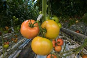 garden ripe tomatoes