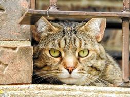 Cat Feline Portrait