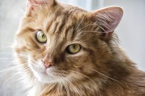 Cat Feline Portrait