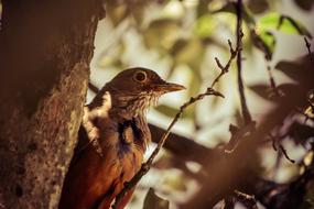 Bird Green Animal