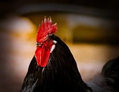 Hahn Head Poultry