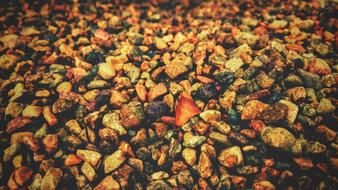 Slices of roasted vegetables in spices