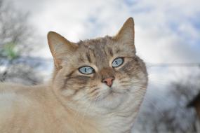 Cat Pussy Nala Feline Blue