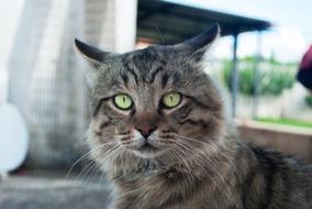 Surprised beautiful cat
