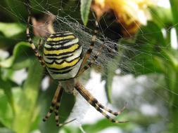 Insect Spider Animal World