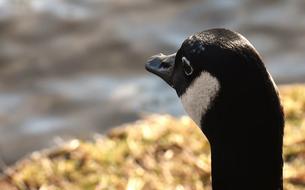 Wild Goose Water Bird portrait