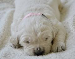 Puppy Golden Retriever