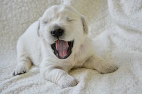 Puppy Golden Retriever