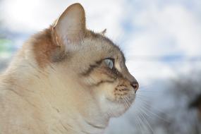 Cat Head Profile Of