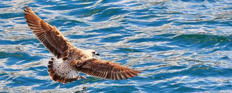Bird Water Animal