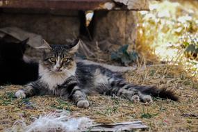 Animal Nature Cat