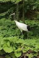 Chinese Crane Tierpark