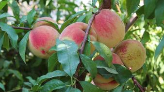 Juicy peaches on a tree