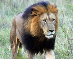 Wildlife Lion Mammal