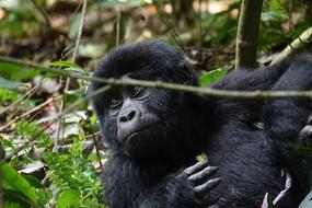 black monkey scratching himself