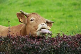 Grass Field Animal