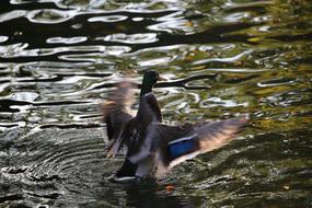 Duck Drake Bird
