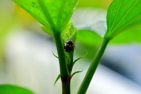 Insect Flora Garden