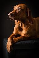 Animal Dog Pet