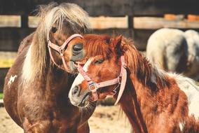 Pony Horses Pair