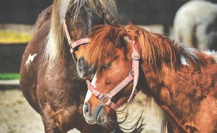 Pony Horses Pair