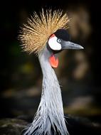 Grey Crowned Crane Baleurica