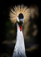 Grey Crowned Crane Baleurica