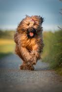 the jolly dog runs