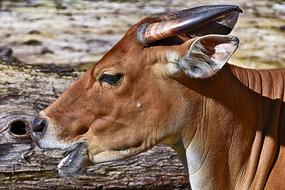 wild brown bull