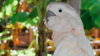 Bird Nature Animal