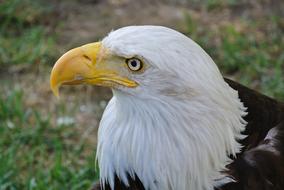 Wildlife Bird Animal