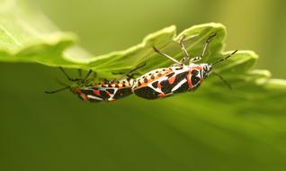 Insect Nature Living