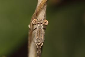 Insect Living Nature No