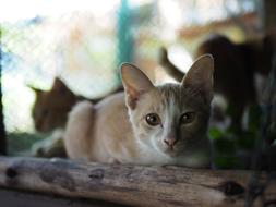 Cute Cat Animal