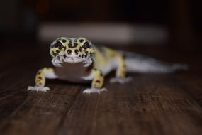 cute lizard on a wooden table