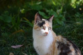colored cat on the street