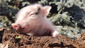 Pig Piggy Animal