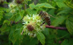 Flora Fauna Flowers