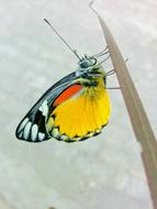 colored butterfly on a branch